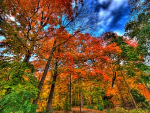 Autumnal leaves