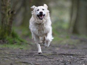 Golden retriever