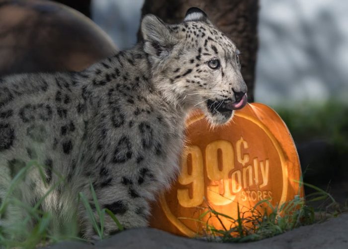 Cheetah in front of pumpkin