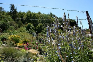 Scenic view in Napa's Browns Valley neighborhood.