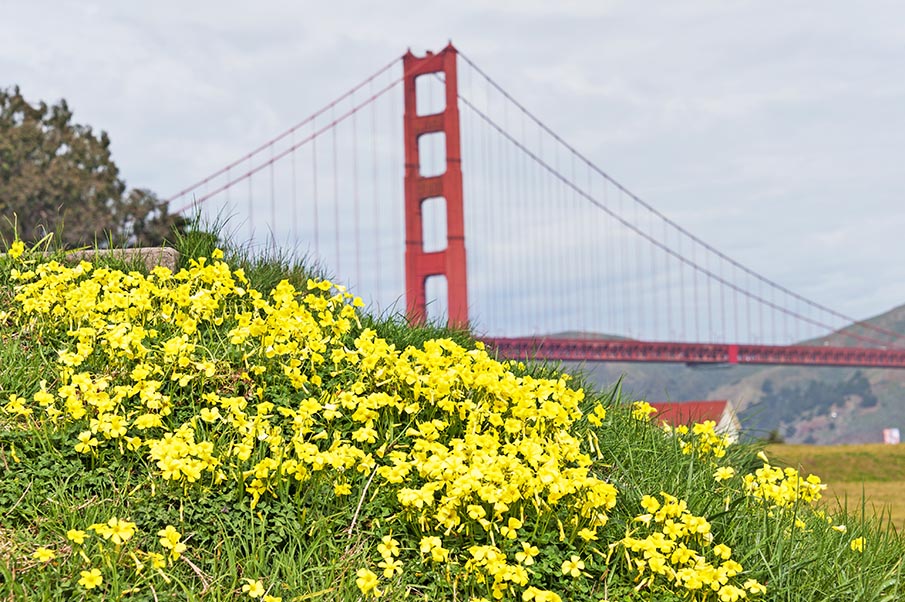 Golden Gate Spring