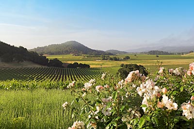 Countryside in Napa, County California