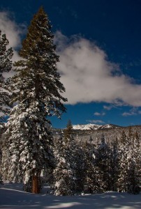 The view from a cross-country ski trail at Tahoe Donner.