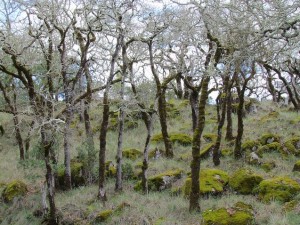 Inside Annadel State Park