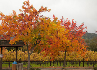 autumn_napa