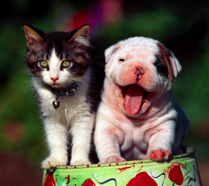 Cute photo of a kitten and puppy