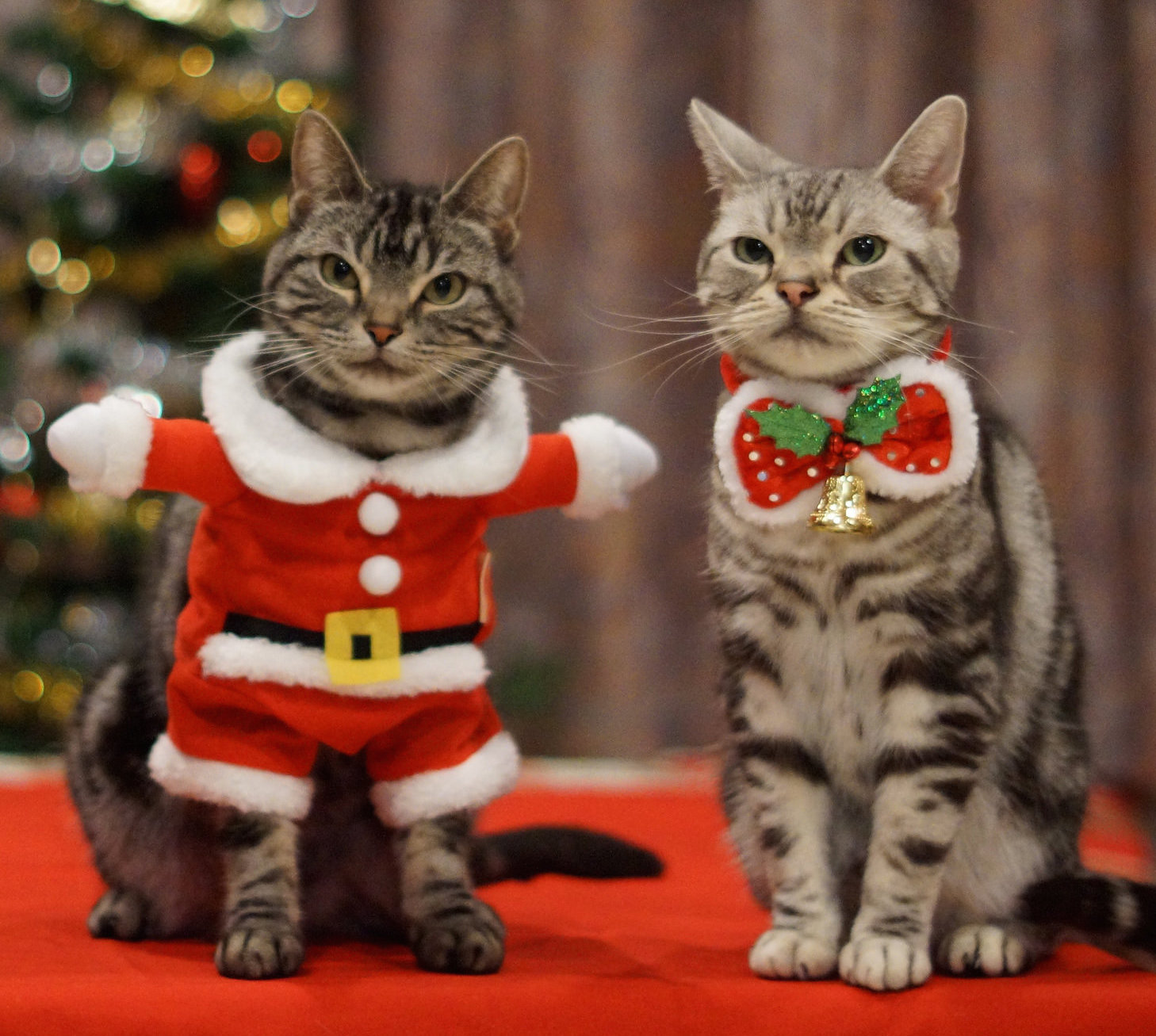 Cats at Christmas