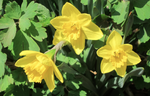 Daffodils