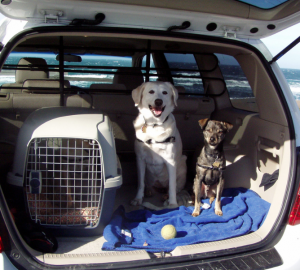 Dogs in the back of a car