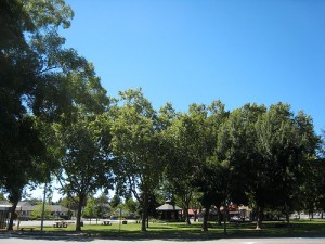 downtown_cotati