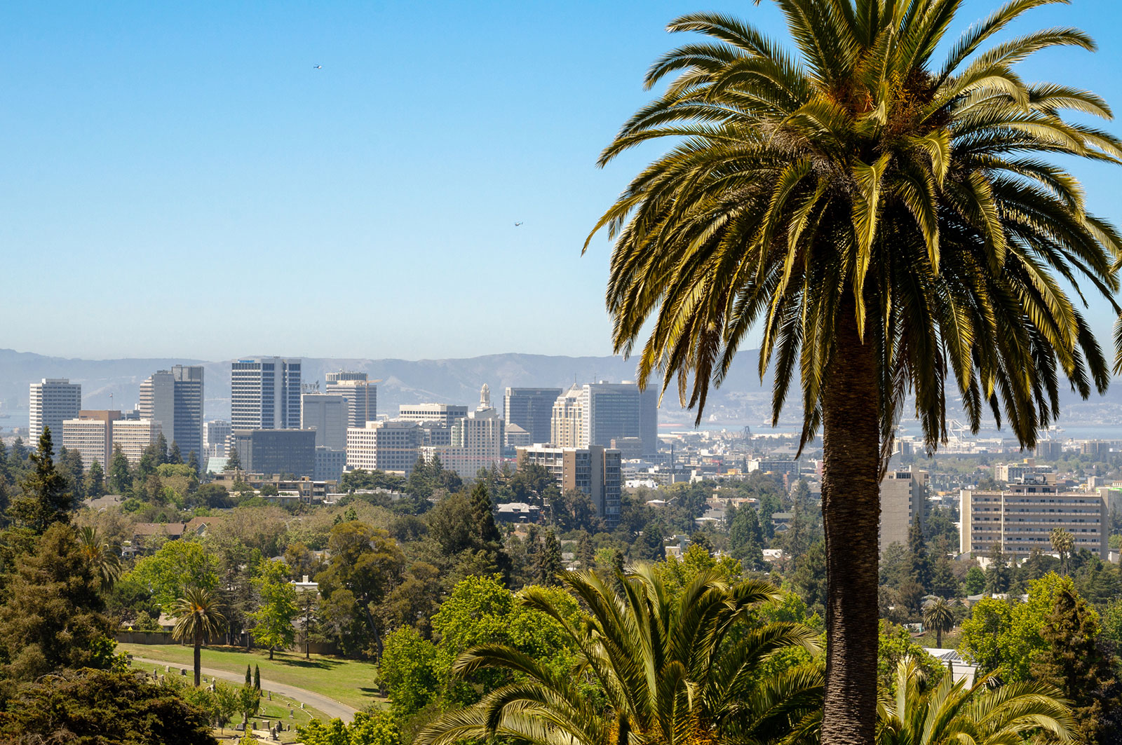 Palmtree in Oakland