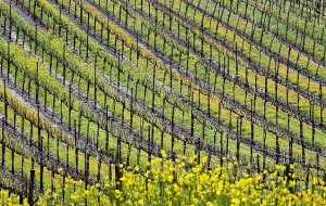 Napa County vineyard