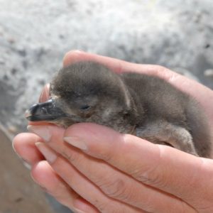 San Francisco Zoo's new penguin chicks