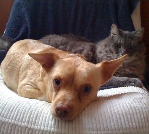 Dog and cat