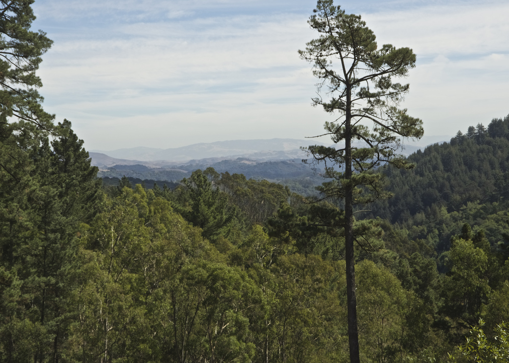 redwoodregional