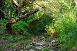 View of Sausal Creek, adjoining Oakland's Glenview neighborhood.