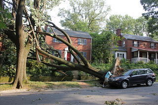 treedownstorm