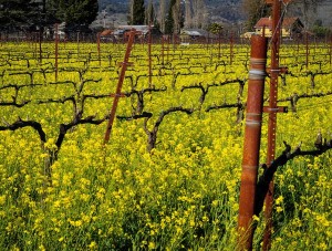 Napa County vineyard